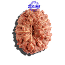 Load image into Gallery viewer, 12 Mukhi Indonesian Rudraksha - Bead No. 130A