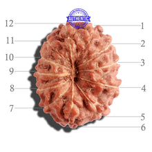 Load image into Gallery viewer, 12 Mukhi Indonesian Rudraksha - Bead No. 130A