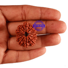 Load image into Gallery viewer, 12 Mukhi Nepalese Rudraksha - Bead No 142