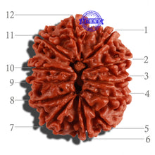 Load image into Gallery viewer, 12 Mukhi Nepalese Rudraksha - Bead No 142
