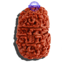 Load image into Gallery viewer, 12 Mukhi Nepalese Rudraksha - Bead No 142