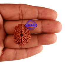 Load image into Gallery viewer, 12 Mukhi Nepalese Rudraksha - Bead No 145