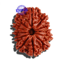 Load image into Gallery viewer, 12 Mukhi Nepalese Rudraksha - Bead No 145