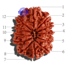 Load image into Gallery viewer, 12 Mukhi Nepalese Rudraksha - Bead No 145