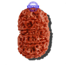 Load image into Gallery viewer, 12 Mukhi Nepalese Rudraksha - Bead No 145