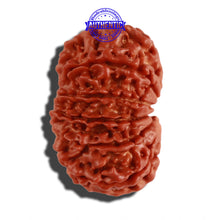 Load image into Gallery viewer, 12 Mukhi Nepalese Rudraksha - Bead No 145