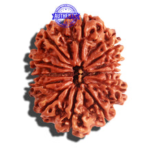 Load image into Gallery viewer, 12 Mukhi Nepalese Rudraksha - Bead No 146