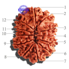 Load image into Gallery viewer, 12 Mukhi Nepalese Rudraksha - Bead No 146
