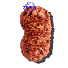 Load image into Gallery viewer, 12 Mukhi Nepalese Rudraksha - Bead No 146