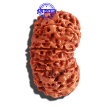 Load image into Gallery viewer, 12 Mukhi Nepalese Rudraksha - Bead No 146
