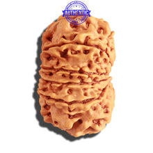 Load image into Gallery viewer, 12 Mukhi Nepalese Rudraksha - Bead No 147