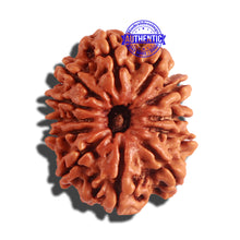 Load image into Gallery viewer, 12 Mukhi Nepalese Rudraksha - Bead No 148