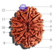 Load image into Gallery viewer, 12 Mukhi Nepalese Rudraksha - Bead No 148