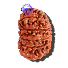 Load image into Gallery viewer, 12 Mukhi Nepalese Rudraksha - Bead No 148