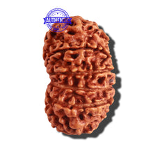 Load image into Gallery viewer, 12 Mukhi Nepalese Rudraksha - Bead No 149