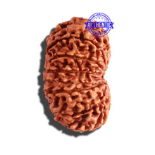 Load image into Gallery viewer, 12 Mukhi Nepalese Rudraksha - Bead No 149