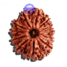 Load image into Gallery viewer, 12 Mukhi Nepalese Rudraksha - Bead No 150