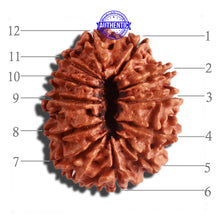 Load image into Gallery viewer, 12 Mukhi Nepalese Rudraksha - Bead No 150
