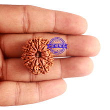 Load image into Gallery viewer, 12 Mukhi Nepalese Rudraksha - Bead No 152