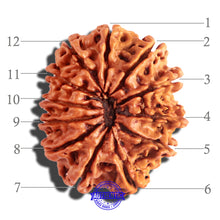 Load image into Gallery viewer, 12 Mukhi Nepalese Rudraksha - Bead No 152
