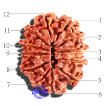 Load image into Gallery viewer, 12 Mukhi Nepalese Rudraksha - Bead No 153