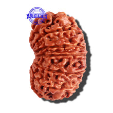 Load image into Gallery viewer, 12 Mukhi Nepalese Rudraksha - Bead No 153