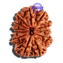 Load image into Gallery viewer, 12 Mukhi Nepalese Rudraksha - Bead No 154