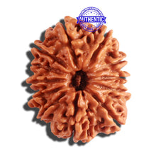 Load image into Gallery viewer, 12 Mukhi Nepalese Rudraksha - Bead No 155