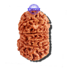 Load image into Gallery viewer, 12 Mukhi Nepalese Rudraksha - Bead No 155