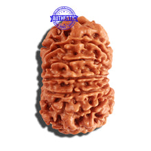 Load image into Gallery viewer, 12 Mukhi Nepalese Rudraksha - Bead No 155
