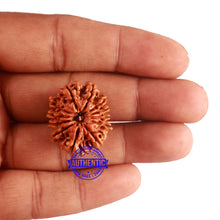 Load image into Gallery viewer, 12 Mukhi Nepalese Rudraksha - Bead No 156