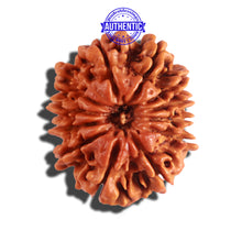 Load image into Gallery viewer, 12 Mukhi Nepalese Rudraksha - Bead No 156