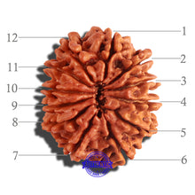 Load image into Gallery viewer, 12 Mukhi Nepalese Rudraksha - Bead No 156
