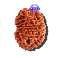 Load image into Gallery viewer, 12 Mukhi Nepalese Rudraksha - Bead No 156