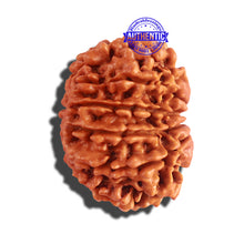 Load image into Gallery viewer, 12 Mukhi Nepalese Rudraksha - Bead No 156