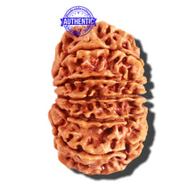 Load image into Gallery viewer, 12 Mukhi Nepalese Rudraksha - Bead No 157