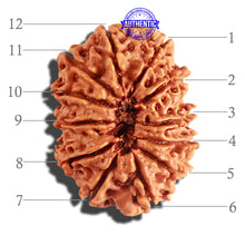 Load image into Gallery viewer, 12 Mukhi Nepalese Rudraksha - Bead No 158