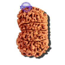 Load image into Gallery viewer, 12 Mukhi Nepalese Rudraksha - Bead No 158