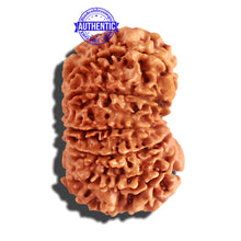Load image into Gallery viewer, 12 Mukhi Nepalese Rudraksha - Bead No 158