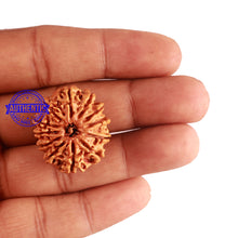 Load image into Gallery viewer, 12 Mukhi Nepalese Rudraksha - Bead No 159