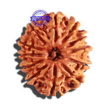 Load image into Gallery viewer, 12 Mukhi Nepalese Rudraksha - Bead No 159