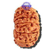 Load image into Gallery viewer, 12 Mukhi Nepalese Rudraksha - Bead No 159