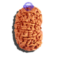 Load image into Gallery viewer, 12 Mukhi Nepalese Rudraksha - Bead No 159