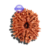Load image into Gallery viewer, 12 Mukhi Nepalese Rudraksha - Bead No 160
