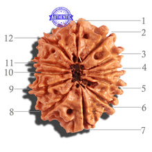 Load image into Gallery viewer, 12 Mukhi Nepalese Rudraksha - Bead No 160