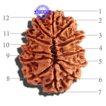 Load image into Gallery viewer, 12 Mukhi Nepalese Rudraksha - Bead No 161