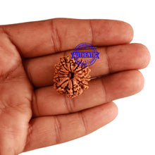 Load image into Gallery viewer, 12 Mukhi Nepalese Rudraksha - Bead No 162