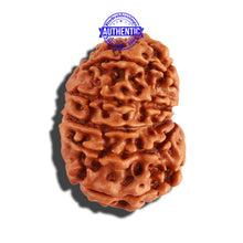 Load image into Gallery viewer, 12 Mukhi Nepalese Rudraksha - Bead No 162