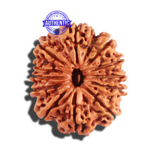 Load image into Gallery viewer, 12 Mukhi Nepalese Rudraksha - Bead No 163