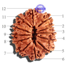 Load image into Gallery viewer, 12 Mukhi Nepalese Rudraksha - Bead No 163